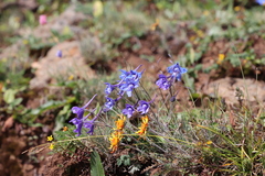 Delphinium caeruleum