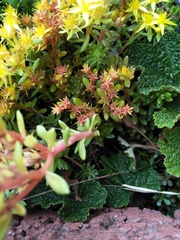 Sedum actinocarpum