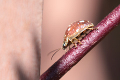 Paropsis marmorea