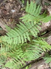 Amauropelta noveboracensis