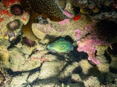 Meuschenia hippocrepis