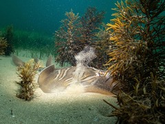 Trygonorrhina dumerilii