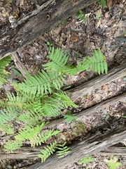 Amauropelta noveboracensis