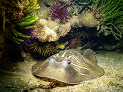 Trygonorrhina dumerilii