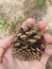 Pinus nigra