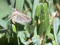 Herpetogramma licarsisalis