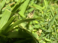 Herpetogramma licarsisalis
