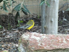Pachycephala fuliginosa