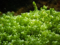 Caulerpa geminata