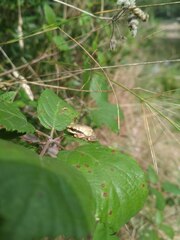 Hyla meridionalis