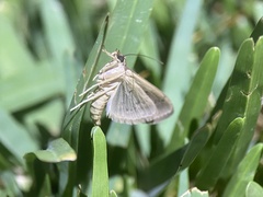 Herpetogramma licarsisalis