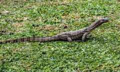 Varanus salvator macromaculatus