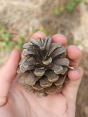 Pinus nigra