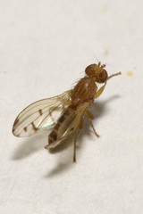Opomyza florum