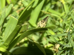 Herpetogramma licarsisalis