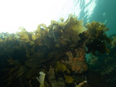 Undaria pinnatifida
