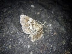 Stenograpta stenoptera