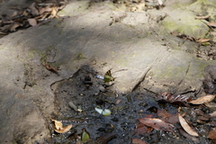 Graphium antiphates