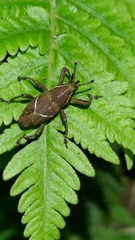 Cryptoderma formosense