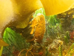 Hippocampus abdominalis