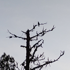 Prosthemadera novaeseelandiae