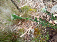 Pimelea octophylla