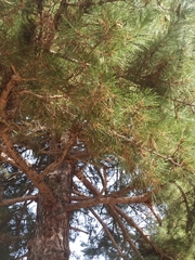 Pinus nigra