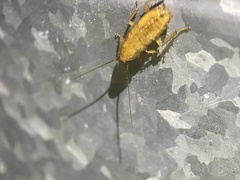 Drymaplaneta semivitta