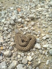 Malpolon monspessulanus