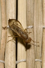 Opomyza germinationis