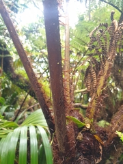 Alsophila brevipinna