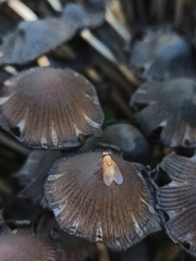 Mycetophila