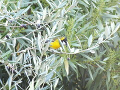 Pachycephala fuliginosa