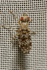 Trypetoptera punctulata