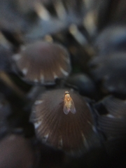 Mycetophila