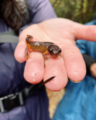 Ensatina eschscholtzii