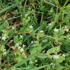 Stellaria alsine