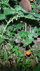 Solanum capsicoides