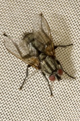 Phyto melanocephala