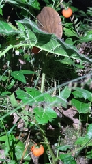 Solanum capsicoides