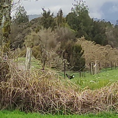 Porphyrio melanotus melanotus