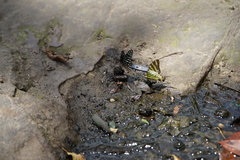 Graphium antiphates
