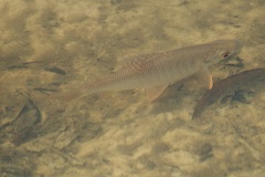Characiformes