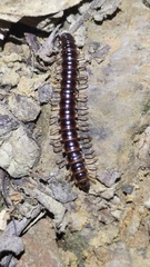 Myriapoda