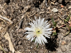 Lampranthus