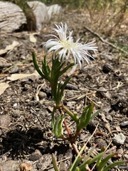 Lampranthus