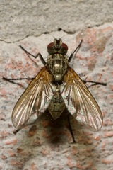 Macquartia grisea