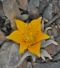Alstroemeria patagonica