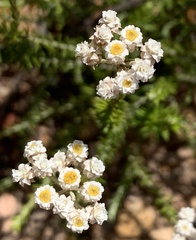 Helichrysum teretifolium