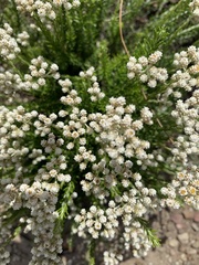 Helichrysum teretifolium